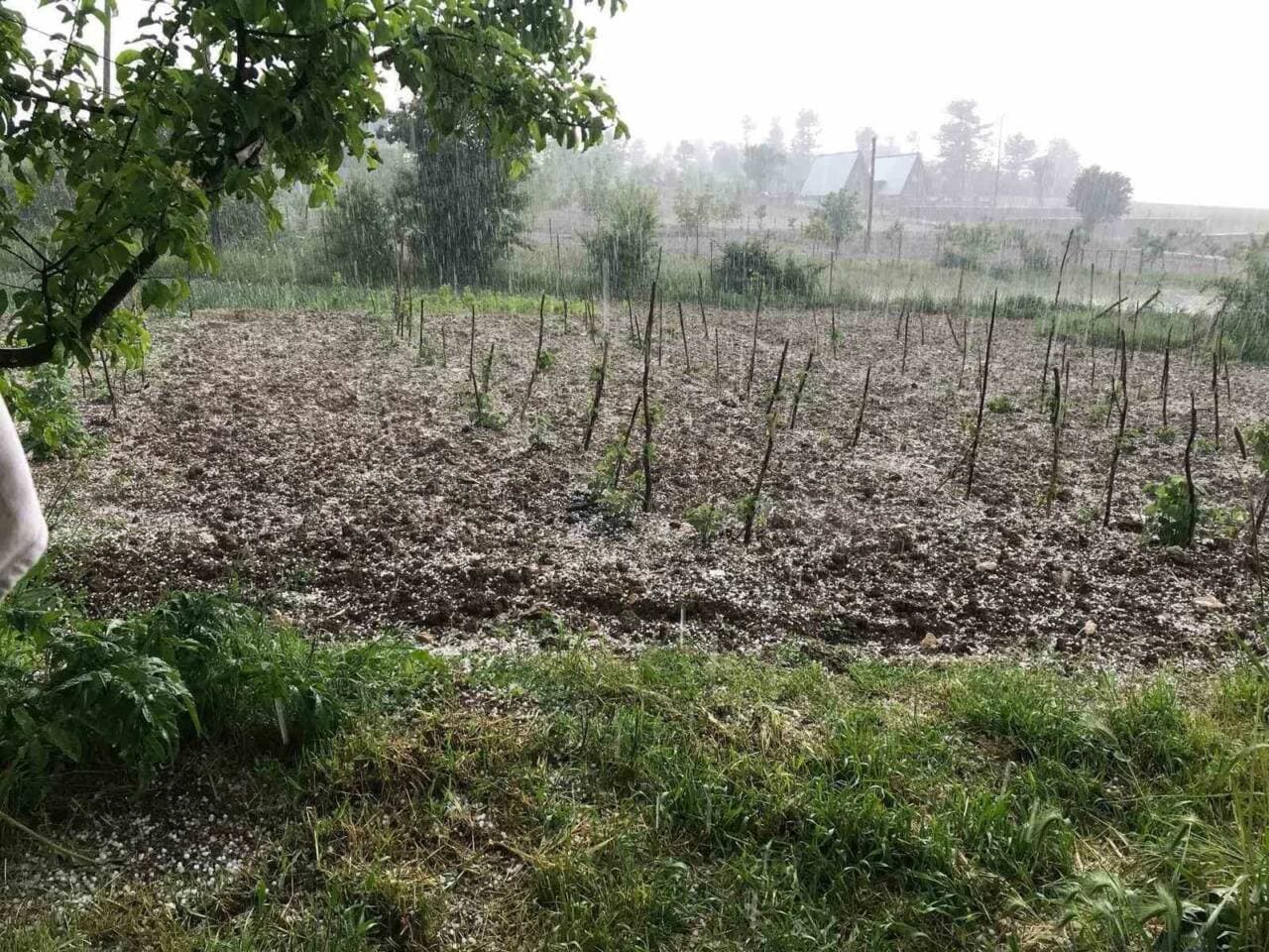 Bursa'da dolu yağışı sonrası tarım arazisi