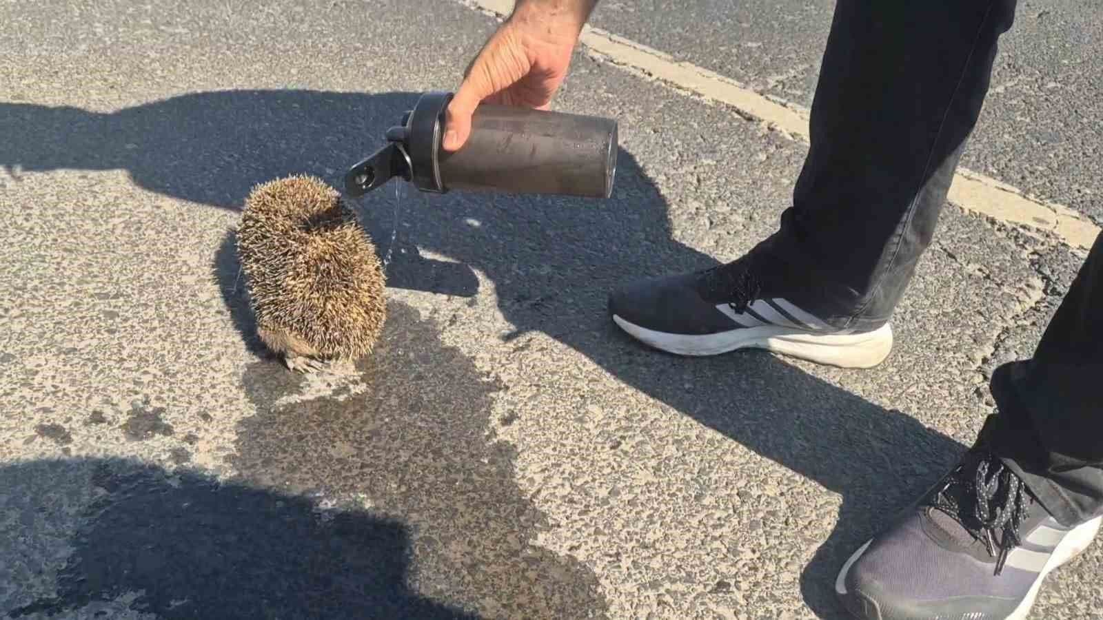 Tekirdağ'daki yangında kurtarılan bir kirpiye su veriliyor.