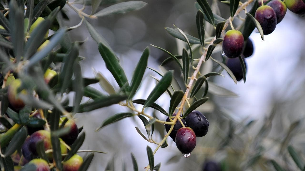 Bursa'da zeytin ağaçları arasında B-Reçete sistemi eğitimine katılan çiftçiler ve ziraat mühendisi.