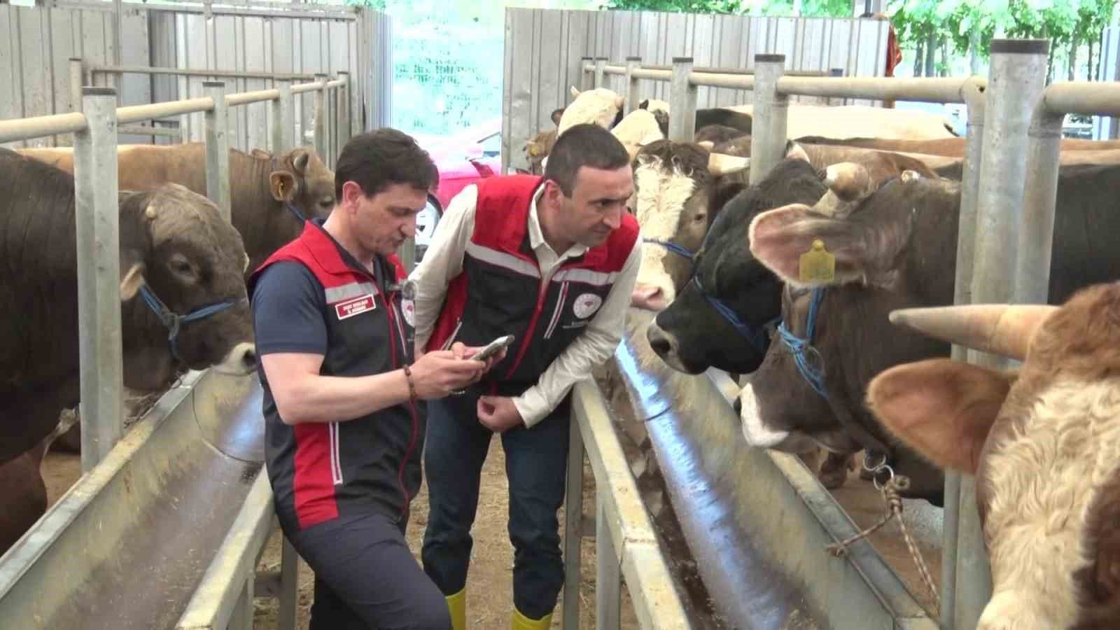 Kurban Bayramı Öncesi İstanbul'da Hayvan Pazarlarına Sıkı Denetimler