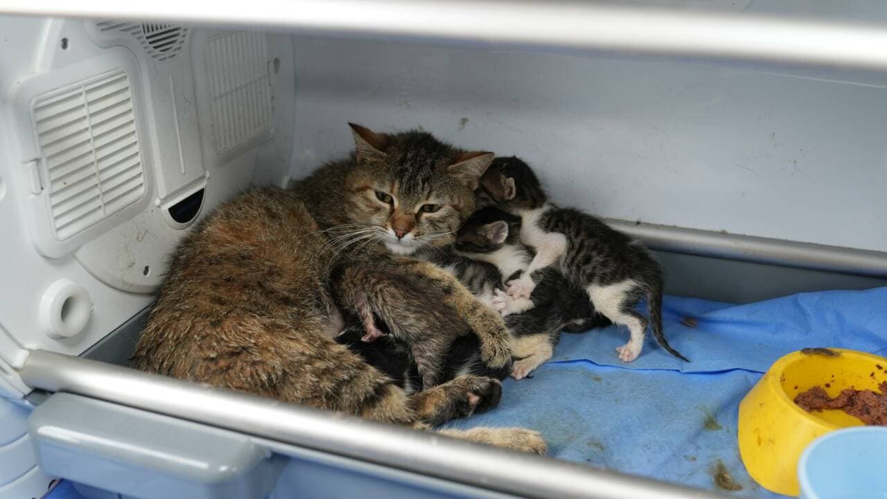 Gürsu'da Duygulandıran Annelik Hikayesi: Anne Kedi 7 Yavruya Yuva Oldu